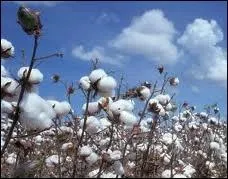 Quelle est cette fibre vgtale utilise pour fabriquer des vtements depuis des millnaires ?