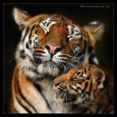 Combien de petits le tigre du Bengale peut avoir en une porte ?