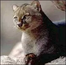 Combien le jaguarondi a de dents ?