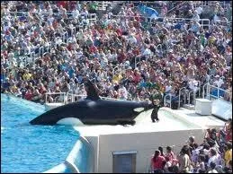 Comment se nomme l'orque qui est la mascotte du Sea World de San Diego ?