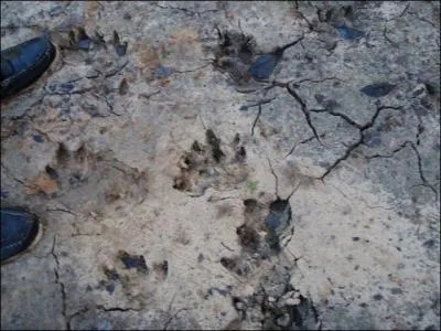 Nous sommes en Guyane Franaise et ces traces sont celles d'au moins deux flins, lesquels ?