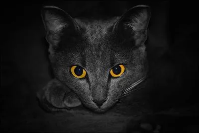 Moins le blanc est intelligent, plus le noir lui parait bte !