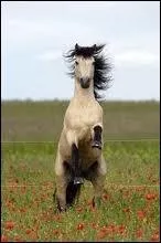 Quelle est cette race ?