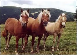 De quelle race sont-ils ?