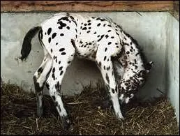 Quelle est sa race ?