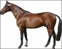 De quelle race est-il ?