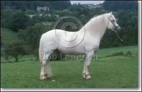 Quelle est sa race ?