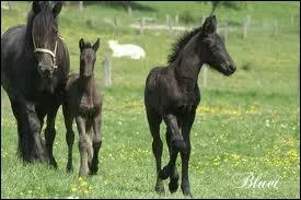 Quelle est leur race ?