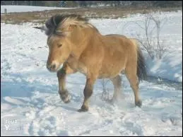 Quelle est sa race ?