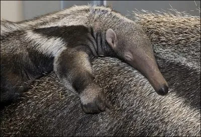 Je suis une fourmi amazonienne, tout le monde me craint ... sauf lui !