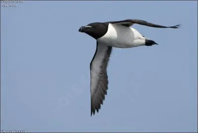 Je suis un petit poisson, le lanon, mon prdateur volant est souvent confondu avec le manchot !