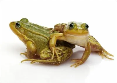 Lorsque je m'bats dans la mare, j'ai intrt  me mfier, elle me guette, elle adore les grenouilles vertes !