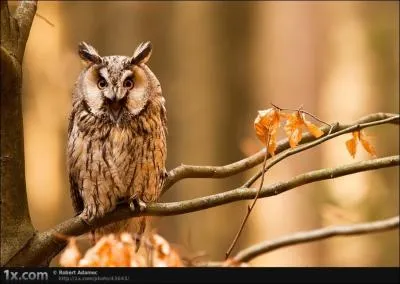 Je suis le mulot, ma taille m'vite bien des problmes, mais je dois tout de mme faire attention au renard, au chat sauvage et au ...