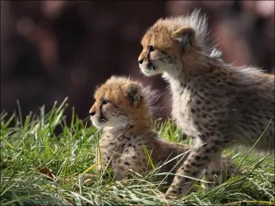 Je suis la gazelle de Thomson, les parents des bbs en photo me poursuivent dans la savane !