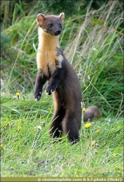 Je suis un petit lutin trs vif, l'cureuil, mais mon principal prdateur l'est tout autant !