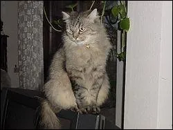 La race de ce chat est :