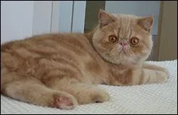 La race de ce chat est :