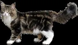 La race de ce chat est :