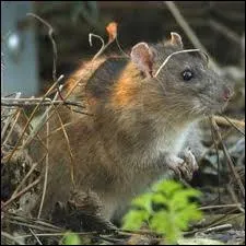 Quel rongeur est aussi appel rat d'gout ou rat gris ?