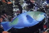 Quel poisson des mers tropicales est aussi appelé poisson-perroquet ?