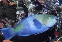 Quel poisson des mers tropicales est aussi appel poisson-perroquet ?