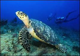 Quelle grande tortue carnivore des mers chaudes est aussi appelée caouanne ?
