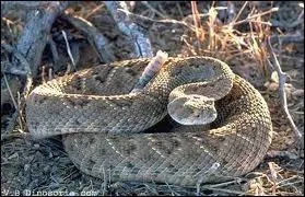 Quel serpent venimeux est aussi appel serpent  sonnette ?