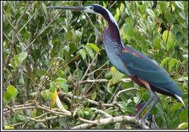 Quel oiseau d'Amérique du Sud est aussi appelé oiseau-trompette ?
