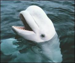 Quel mammifère cétacé vivant dans les eaux arctiques est aussi appelé baleine blanche ?