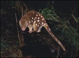 Quel mammifère marsupial d'Australie arboricole et carnivore est aussi appelé chat marsupial ?