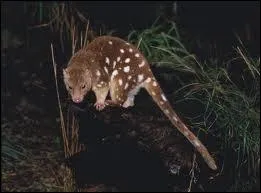 Quel mammifre marsupial d'Australie arboricole et carnivore est aussi appel chat marsupial ?