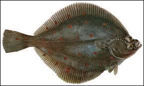 Quel poisson plat commun dans la Manche et l'Atlantique est aussi appelé carrelet ?