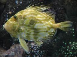 Quel poisson commun dans toutes les mers tempérées est aussi appelé zée ?