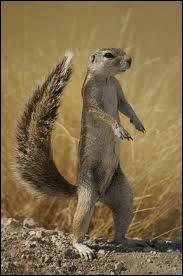 Quel rongeur d'Afrique voisin de l'écureuil est aussi appelé rat palmiste ?