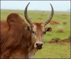 Quel bovid d'Asie est aussi appel boeuf  bosse ?