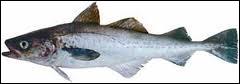 Quel poisson commun sur les côtes de l'Atlantique et de la Manche est aussi appelé lieu noir ?
