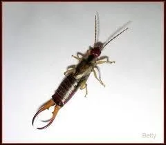 Quel insecte est aussi appel perce-oreille ?