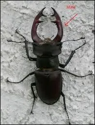 Quel insecte coloptre est aussi appel cerf-volant ?