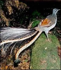 Quel passereau d'Australie est aussi appel oiseau-lyre ?