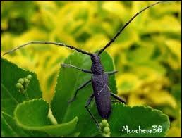 Quel insecte coléoptère est aussi appelé longicorne ?