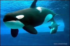 Quel mammifère cétacé est aussi appelé orque ?