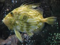 Quiz Animaux