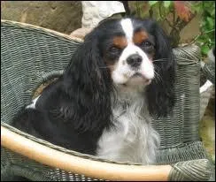 Quelle est la race de ce chien ?