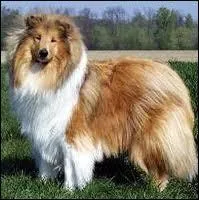 Quelle est la race de ce chien ?