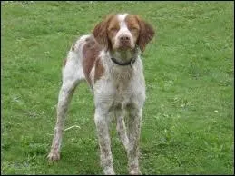 Quelle est la race de ce chien ?