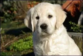 Quelle est la race de ce chien ?