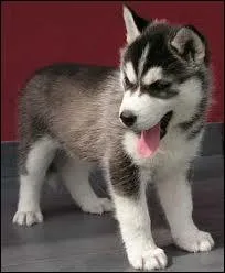 Quelle est la race de ce chien ?