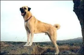 Quelle est la race de ce chien ?