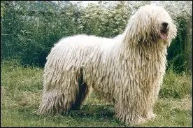 Quelle est la race de ce chien ?