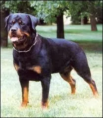 Quelle est la race de ce chien ?